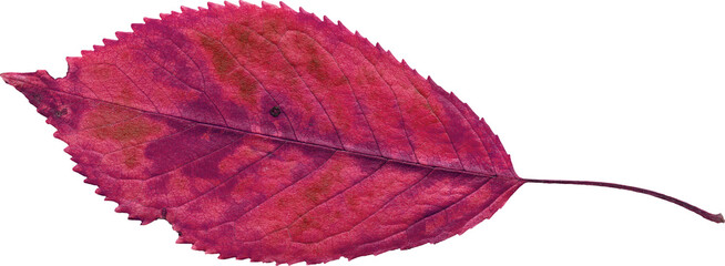 Isolated realistic colorful leaf on white background. Organic decorative element.