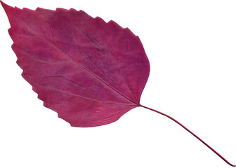 Isolated realistic colorful leaf on white background. Organic decorative element.