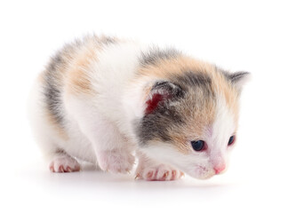 Kitten on white background.