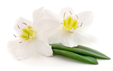 Fototapeta na wymiar Two white flowers.