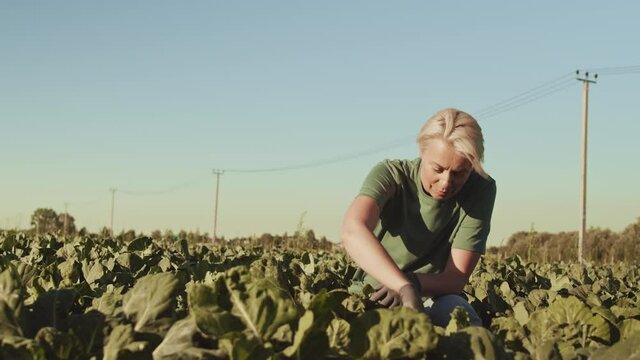 Wide shot of Caucasian woman with short blond hair is sitting in field and working. Then middle-aged bearded man is coming and starting helping her