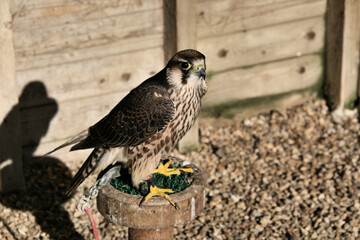 bird of prey on the ground