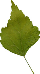 Isolated realistic colorful leaf on white background. Organic decorative element.