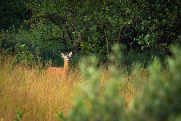 deer in the forest