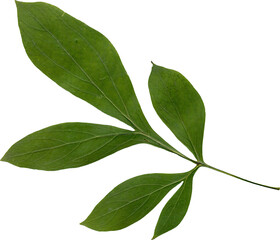 Isolated realistic colorful leaf on white background. Organic decorative element.
