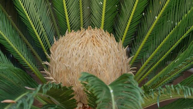 Flower of female Sago palm, Cycas revoluta.
