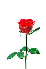 Red rose on a white background. Clipping path