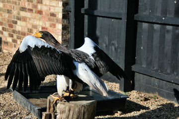 A close up of a Stellar Eagle