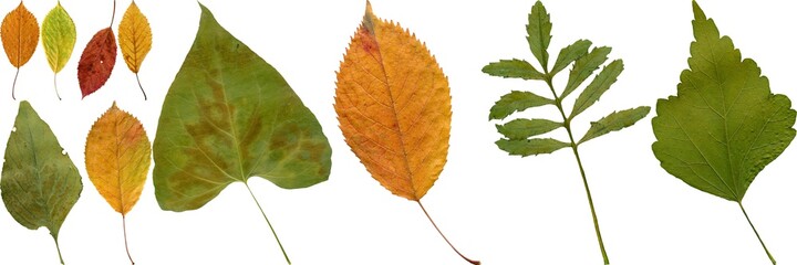 Isolated realistic colorful leaf on white background. Organic decorative element.