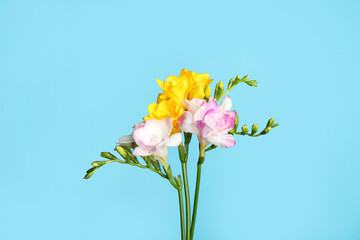 Beautiful blooming freesias on light blue background