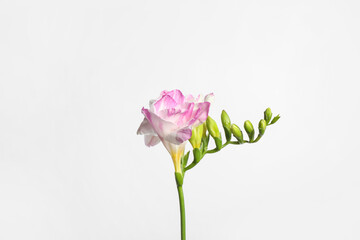 Beautiful blooming pink freesia on light background