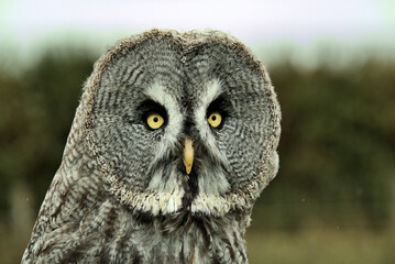A portraite of a Great Grey Owl