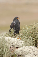 Augur Buzzard or North African Jackal buzzard (Buteo augur), Bale mountains national park, Ethiopia