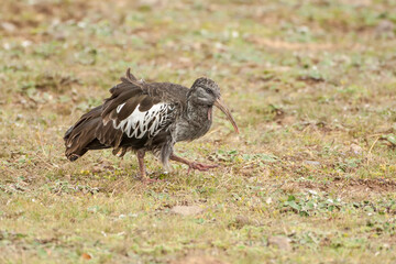 Wattled Ibis (Bostrychia carunculata), Bale mountains national park, Ethiopia