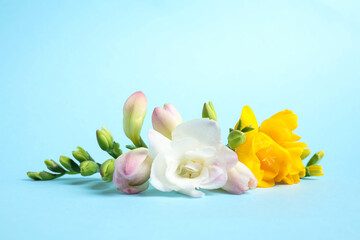 Beautiful blooming freesias on light blue background