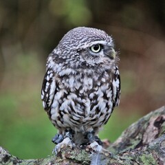 A Little owl on a post