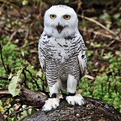 A view of a Snowy Owl