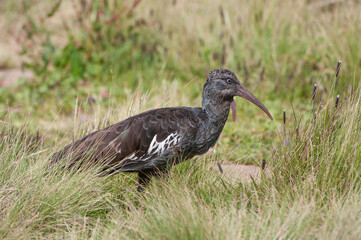 Wattled Ibis (Bostrychia carunculata), Simien mountains national park, Amhara region, North Ethiopia