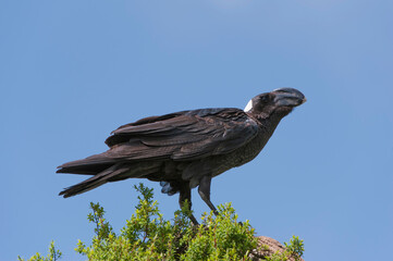 Thick-billed Raven (Corvus crassirostris), Simien mountains national park, Amhara region, North Ethiopia