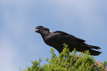 Thick-billed Raven (Corvus crassirostris) feeding, Simien mountains national park, Amhara region, North Ethiopia