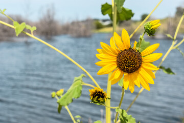 sunflower near the lake