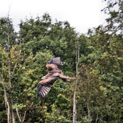 Fototapeta premium A Red Kite in flight
