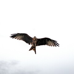 A Red Kite in flight