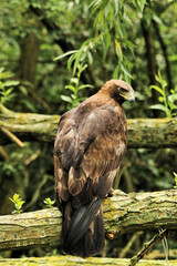 A close up of a Golden Eagle