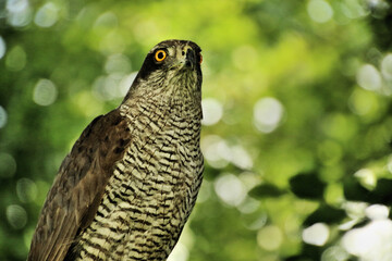 A Goshawk in a tree