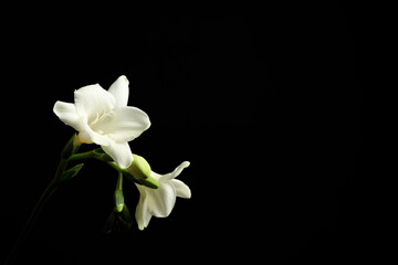 Beautiful white freesia flowers on black background. Space for text