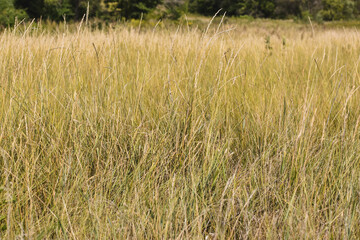 field of wild grass