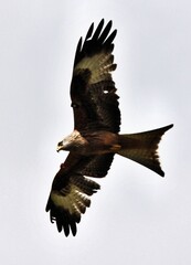 A Red Kite in flight