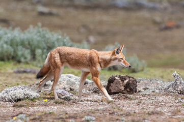 Ethiopian Wolf (Canis simensis), Bale mountains national park, Ethiopia