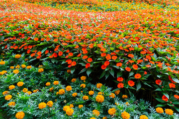 Sea of flowers outdoor landscaping arrangement pattern of red and orange flowers in a park. - 374927436