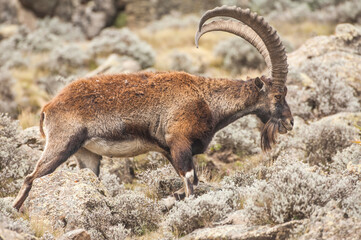 Walia Ibex (Capra walie), Simien mountains national park, Amhara region, North Ethiopia - obrazy, fototapety, plakaty
