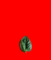 Fresh spinach leaf on red background. healthy food concept