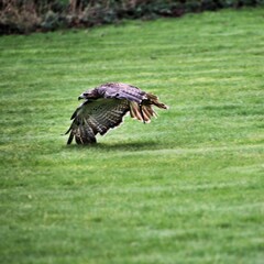 red tailed hawk