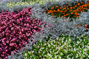 Patches of pink, white and orange flowers bordered by silver plants in a outdoor park landscaping arrangement. - 374927653