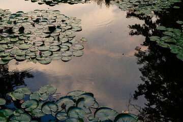 Water lily in a pond where the summer evening sky is mirrored. - 374927801