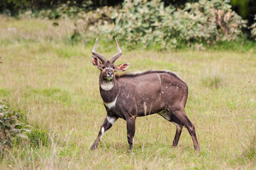 Male mountain Nyala (Tragelaphus buxtoni) or Balbok, Bale Mountains, Ethiopia