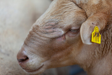 Retrato de un carnero de raza Rouge du Roussillon