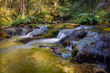 stream in the forest

