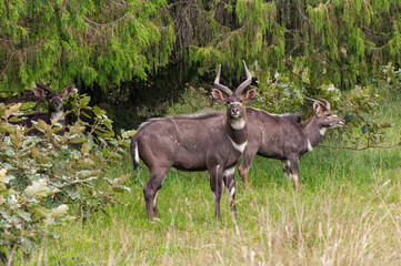 Male mountain Nyala (Tragelaphus buxtoni) or Balbok, Bale Mountains, Ethiopia