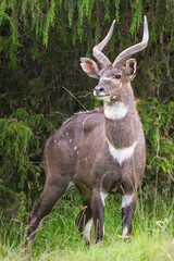 Male mountain Nyala (Tragelaphus buxtoni) or Balbok, Bale Mountains, Ethiopia