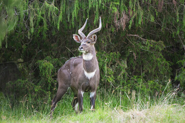 Male mountain Nyala (Tragelaphus buxtoni) or Balbok, Bale Mountains, Ethiopia