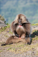 Gelada baboon (Theropithecus Gelada), Simien mountains national park, Amhara region, North Ethiopia