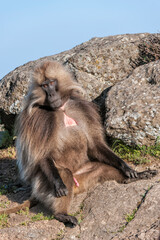 Gelada baboon (Theropithecus Gelada), Simien mountains national park, Amhara region, North Ethiopia