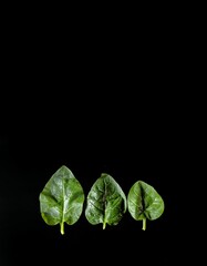 Fresh spinach leaves on black background. healthy food concept