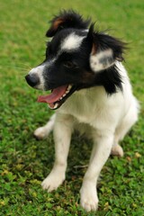 Sbadiglio di un cagnolino bianco e nero sul prato