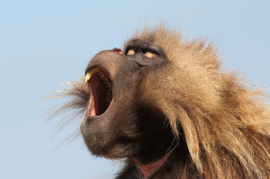 Gelada baboon (Theropithecus Gelada) displaying its teeth, Simien mountains national park, Amhara region, North Ethiopia
